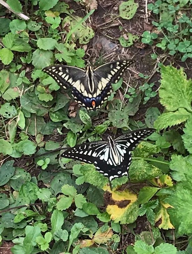 キアゲハちゃん🦋（蝶の日記です～）