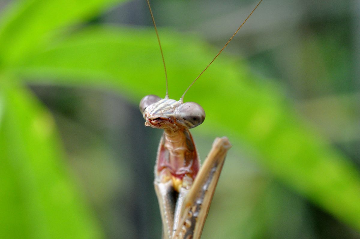 カマキリ