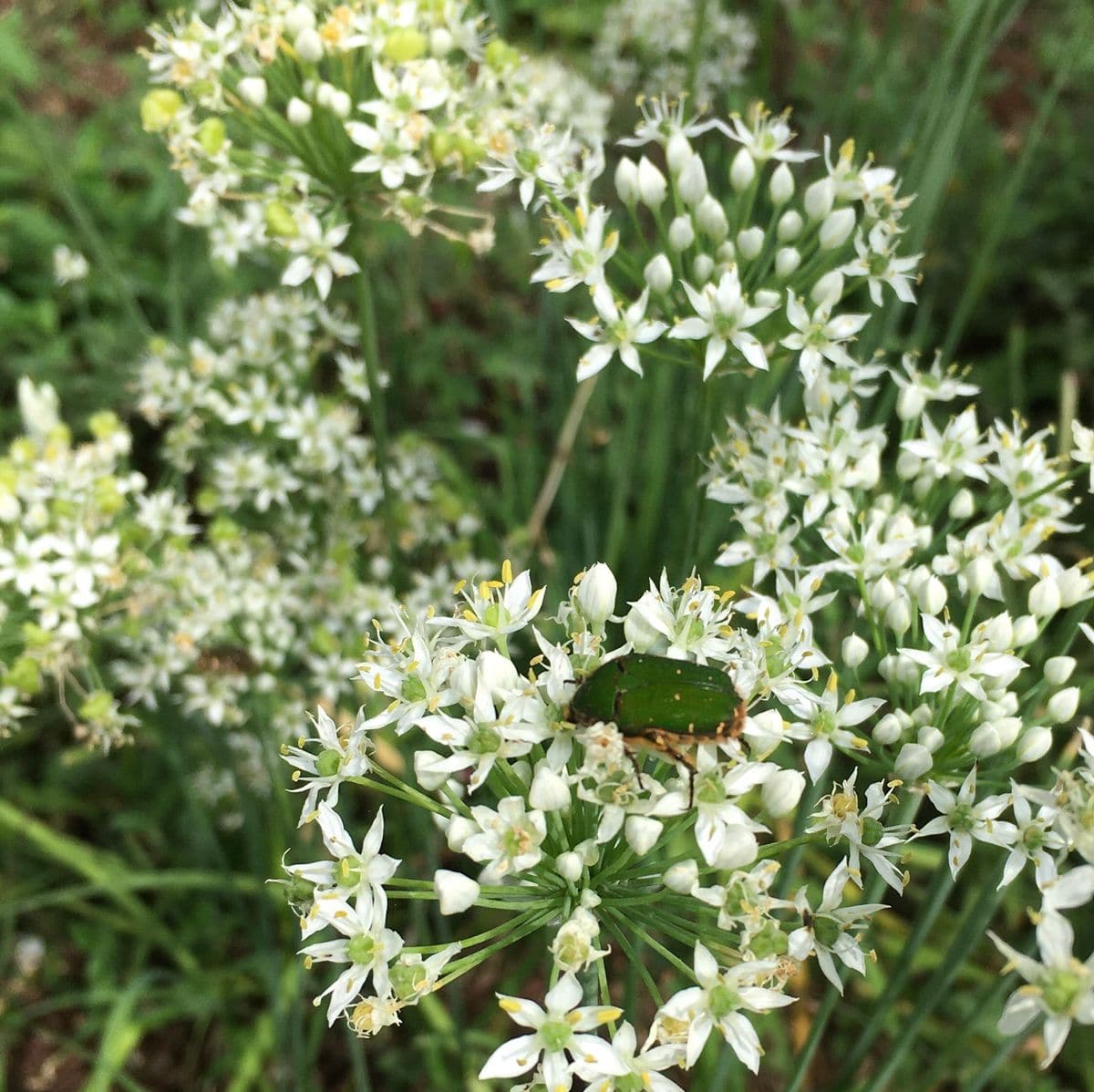 帰ってきたぞ～（鳥と虫と、は虫類）