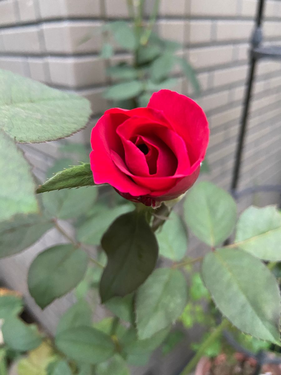 今日のバラ🌹