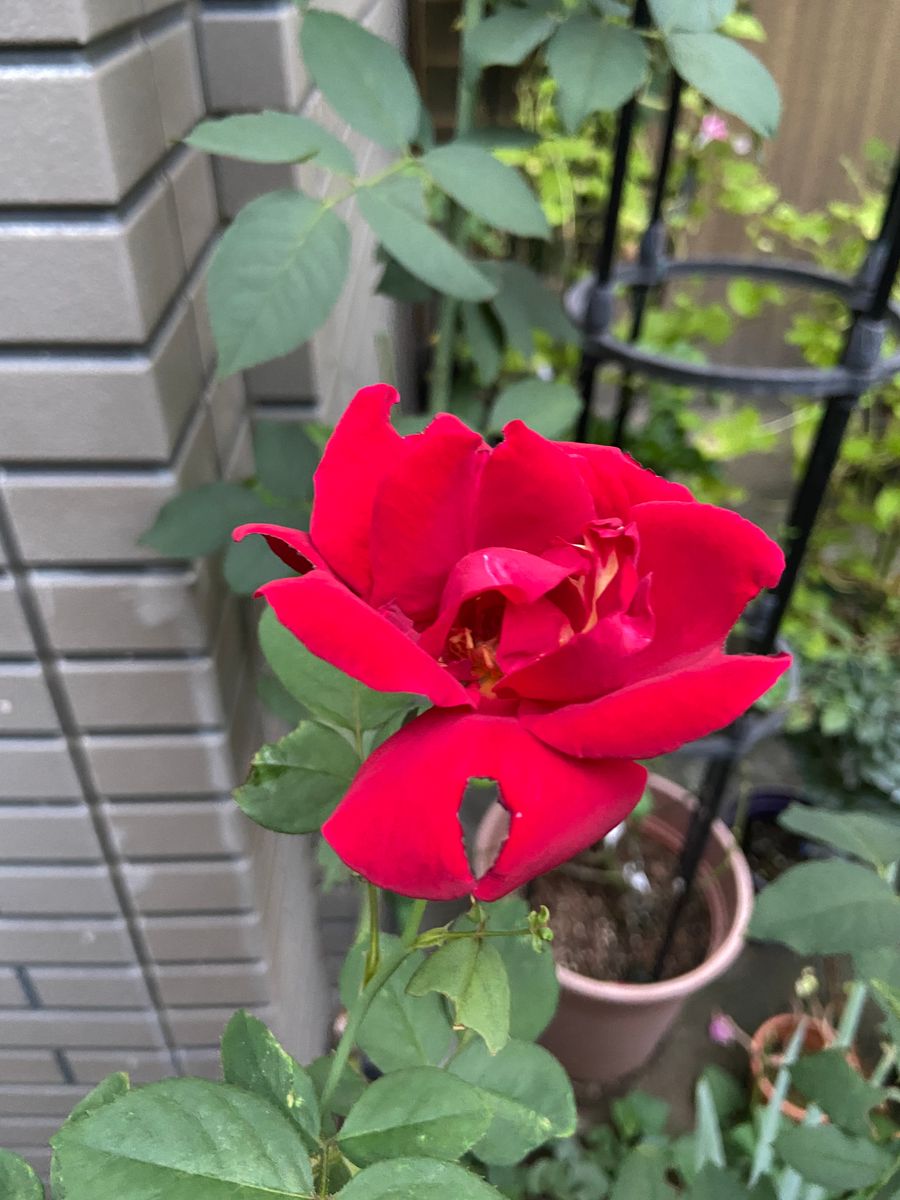 今日のバラ🌹