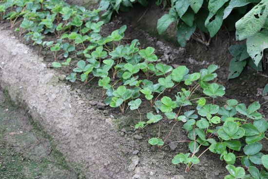 仮植えから一週間