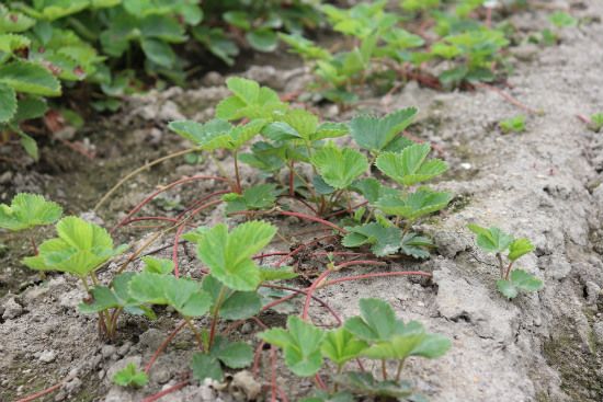 仮植えから一週間