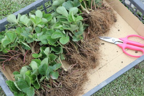 仮植えから一週間