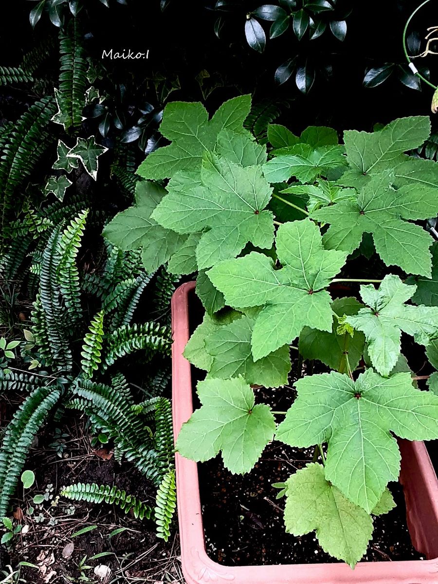 植えたタネ、オクラのその後。