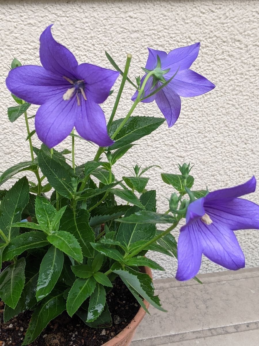 雨に濡れた桔梗・・・写真を撮りに