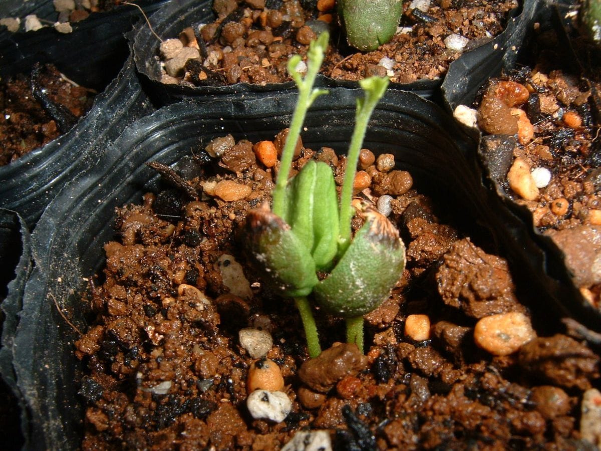 カレーリーフの発芽が始まる