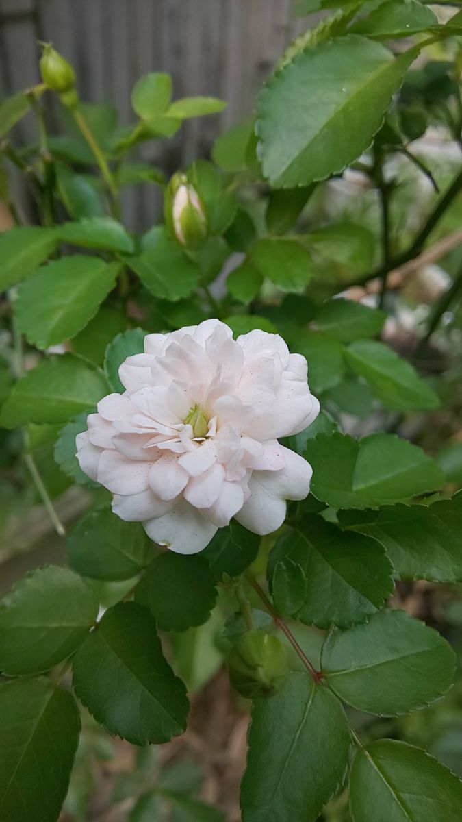 今日のバラ ～ 9月18日🌹