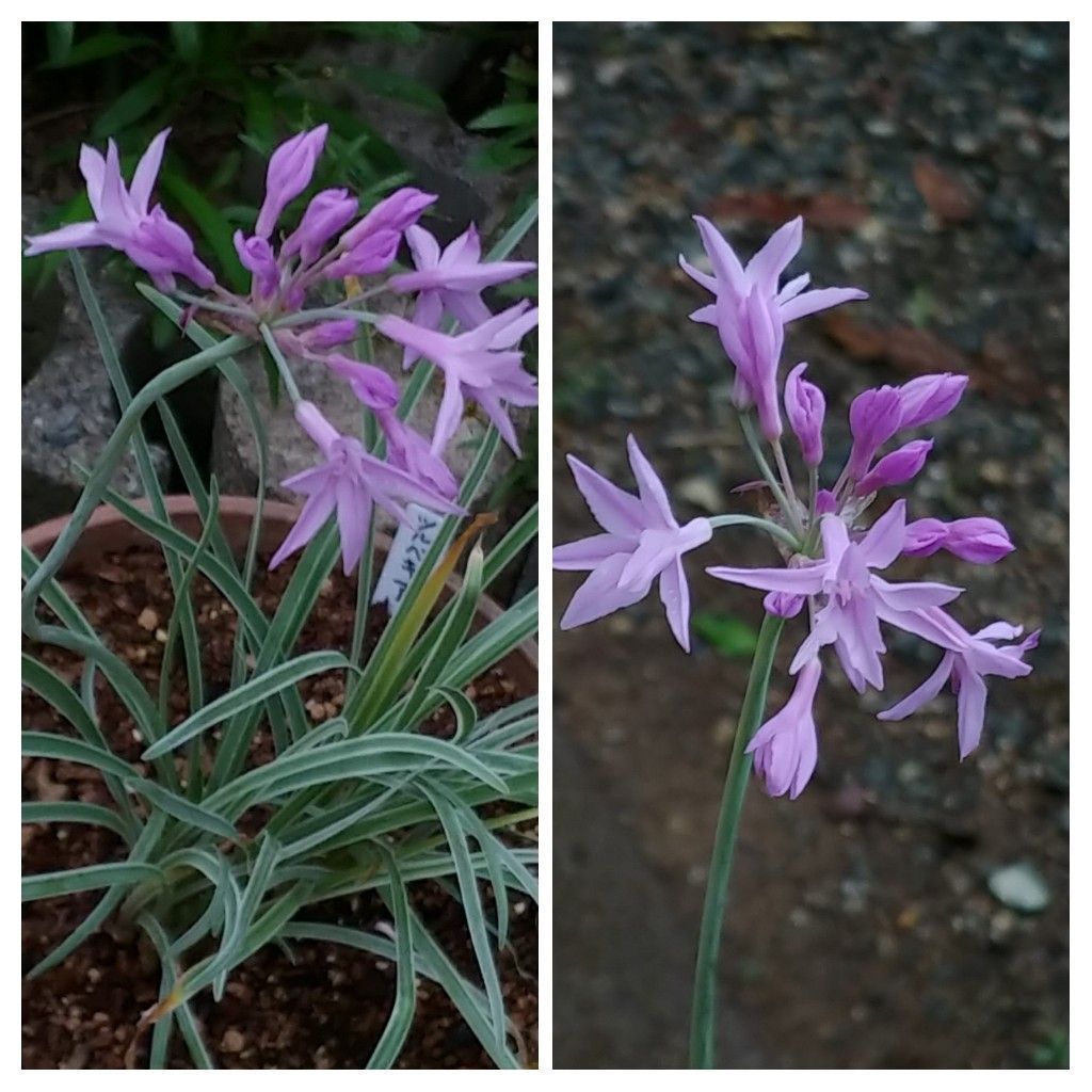 今日の花　コラージュで❣️