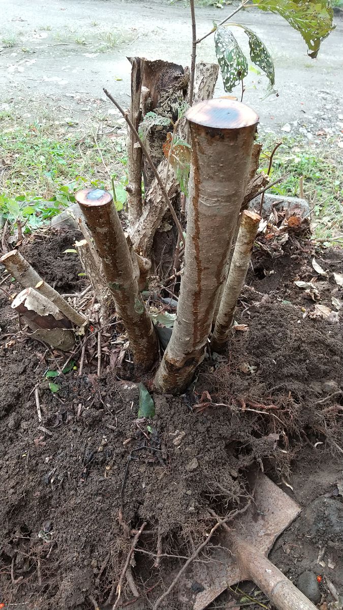 掘、ビター、モ菜