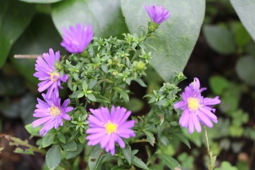 秋の花がちらほらと