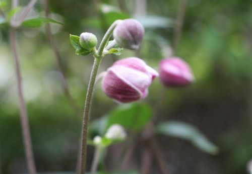 秋の花がちらほらと