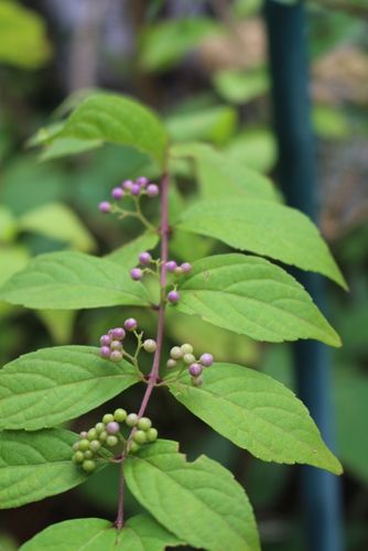 秋の花がちらほらと