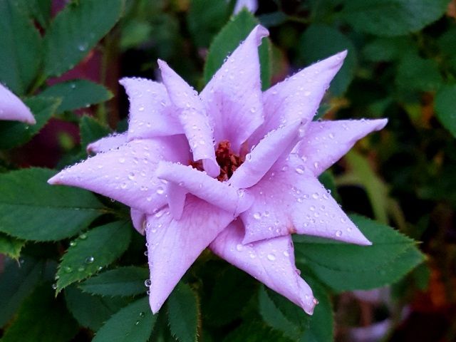 雨の中のバラ⑥