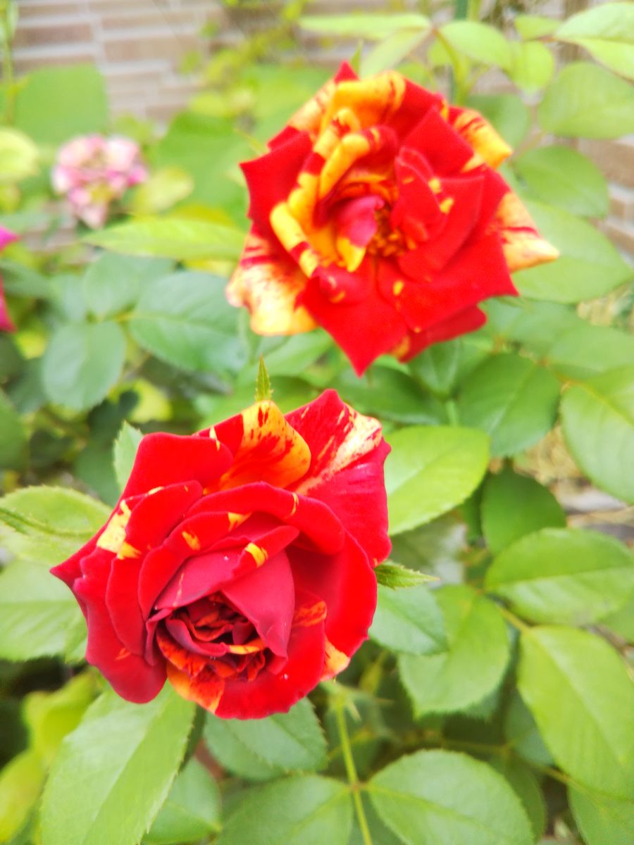 こぼれ つばめ朝顔 開花✨