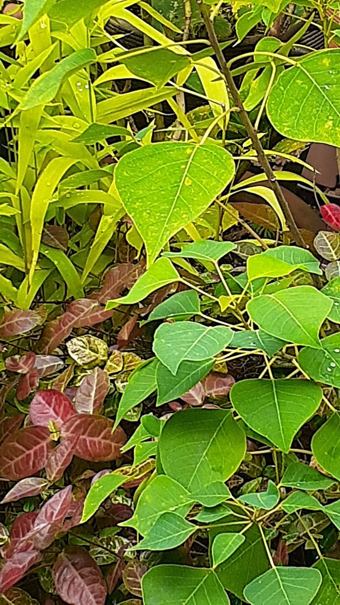 ふくおかルーバルガーデン3～秋🌾🎑の***  庭便り～味覚🌰🍎🍏🍇が並びます❗