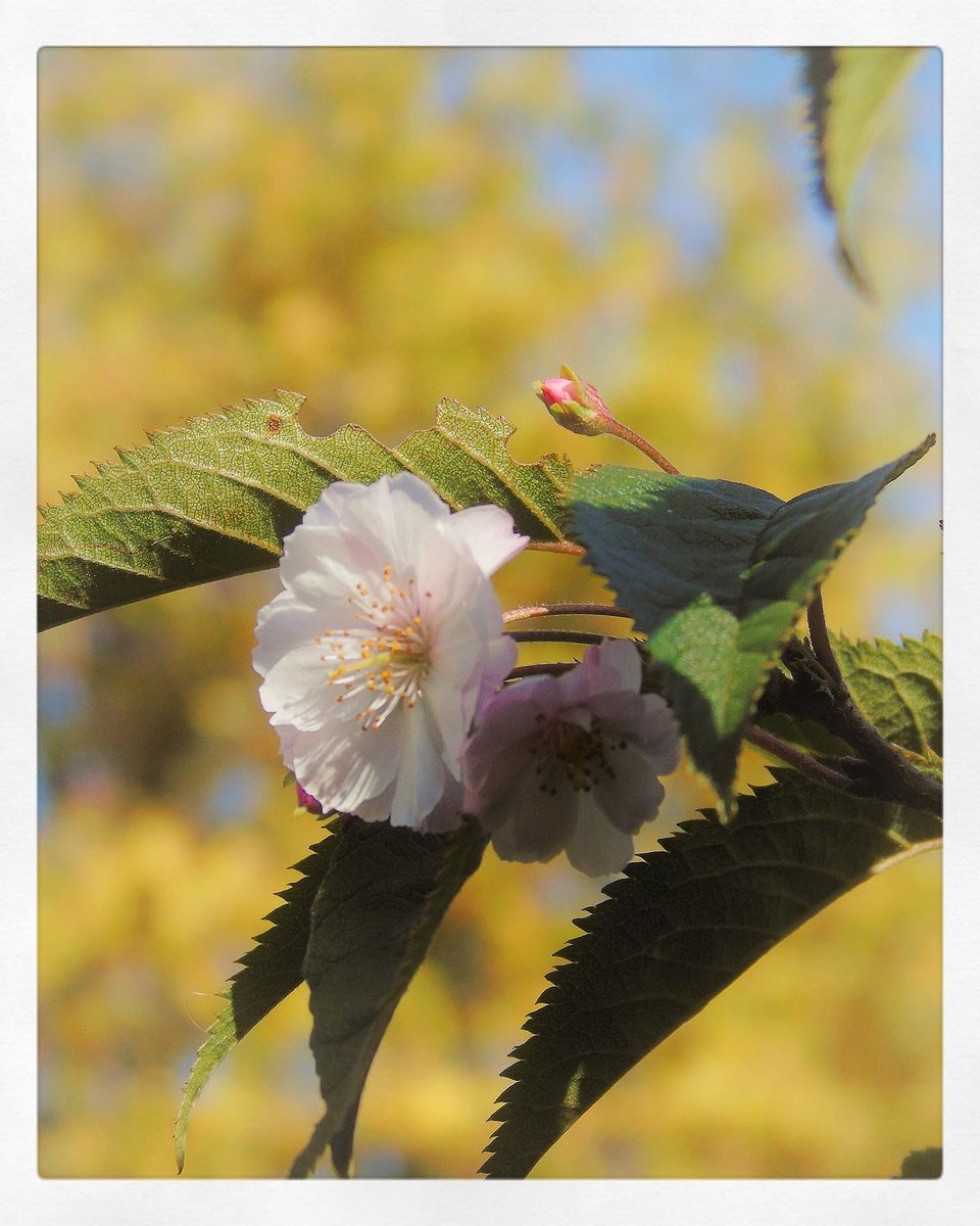 今年も10月桜