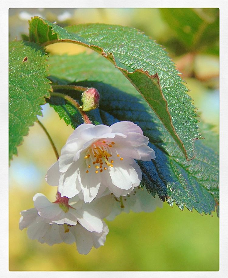 今年も10月桜