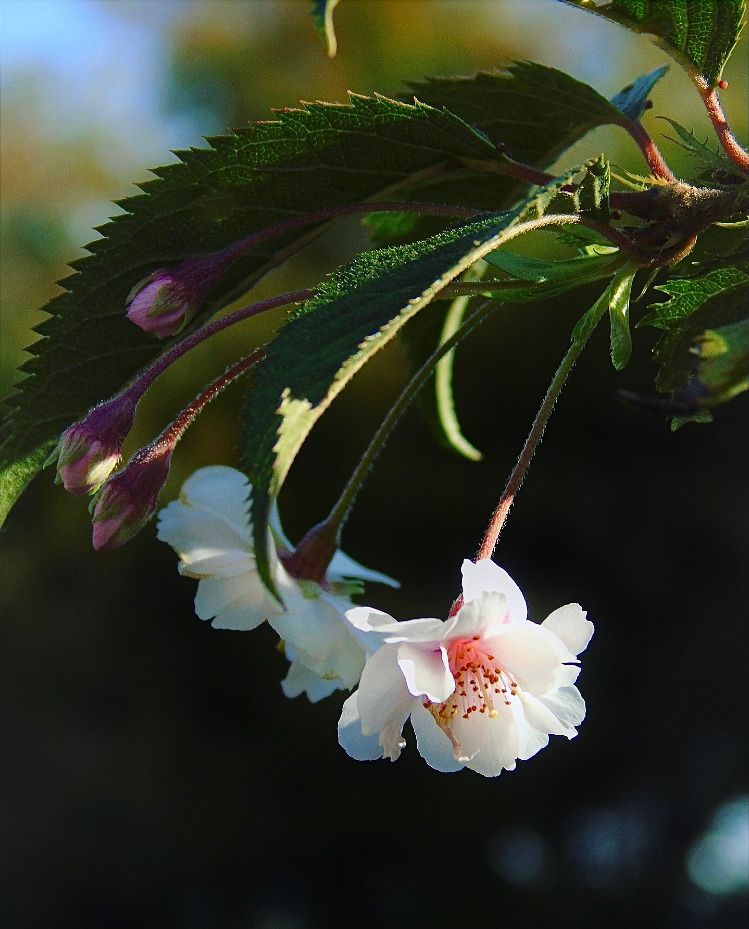 今年も10月桜