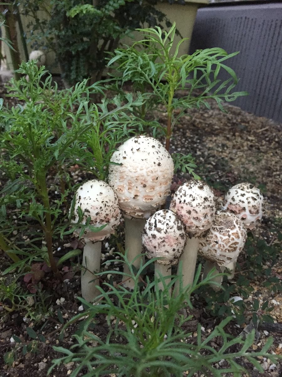 キノコ、翌日の様子🍄