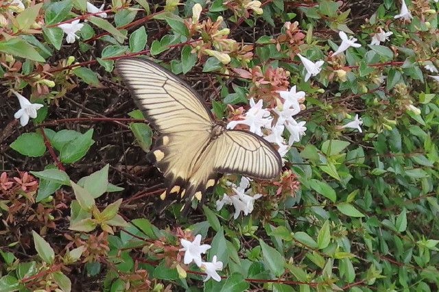 緑のオアシスー生態補償地-38：アベリアとギボウシｰ秋の蜜源植物