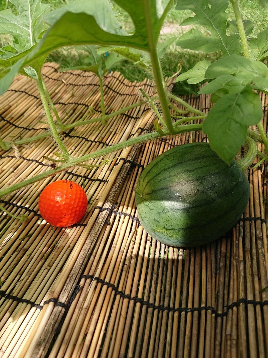 花育てはむつかしい。😅