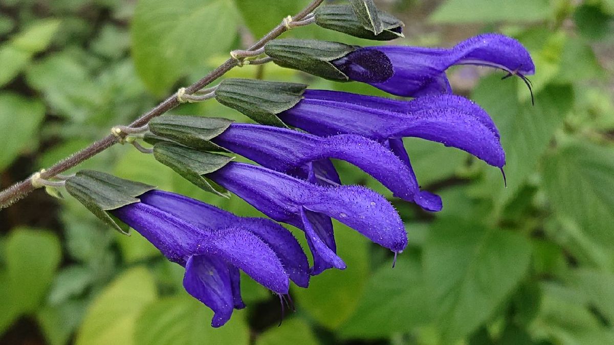 好きな花