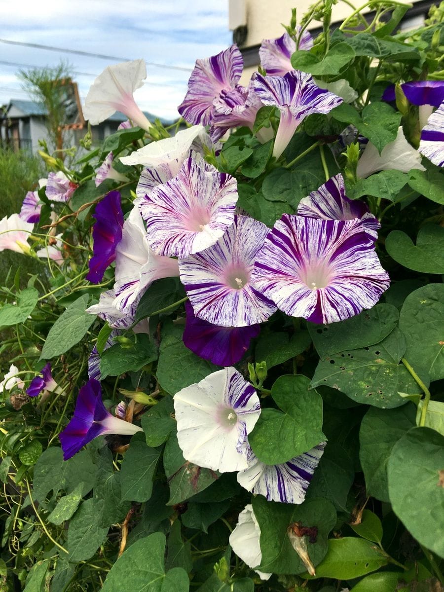 おでん大根の種蒔き