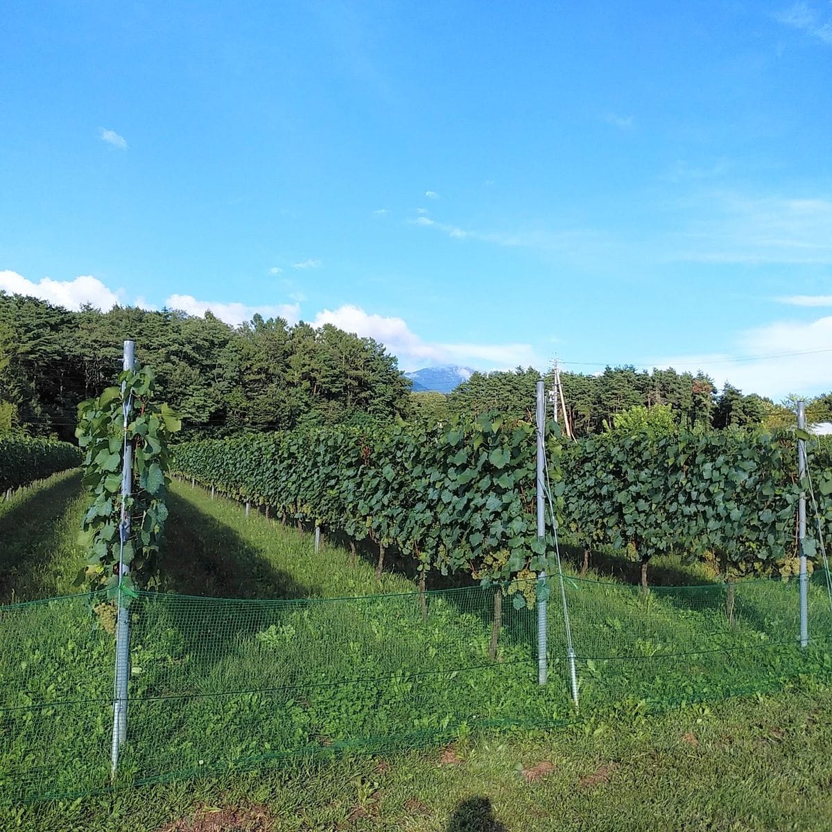 ワイナリーのブドウ畑も収穫間近です🍇