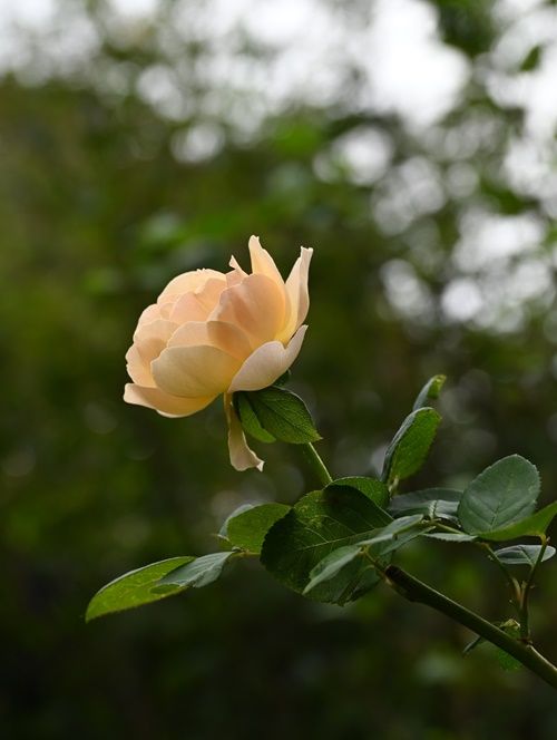 今日咲いた花