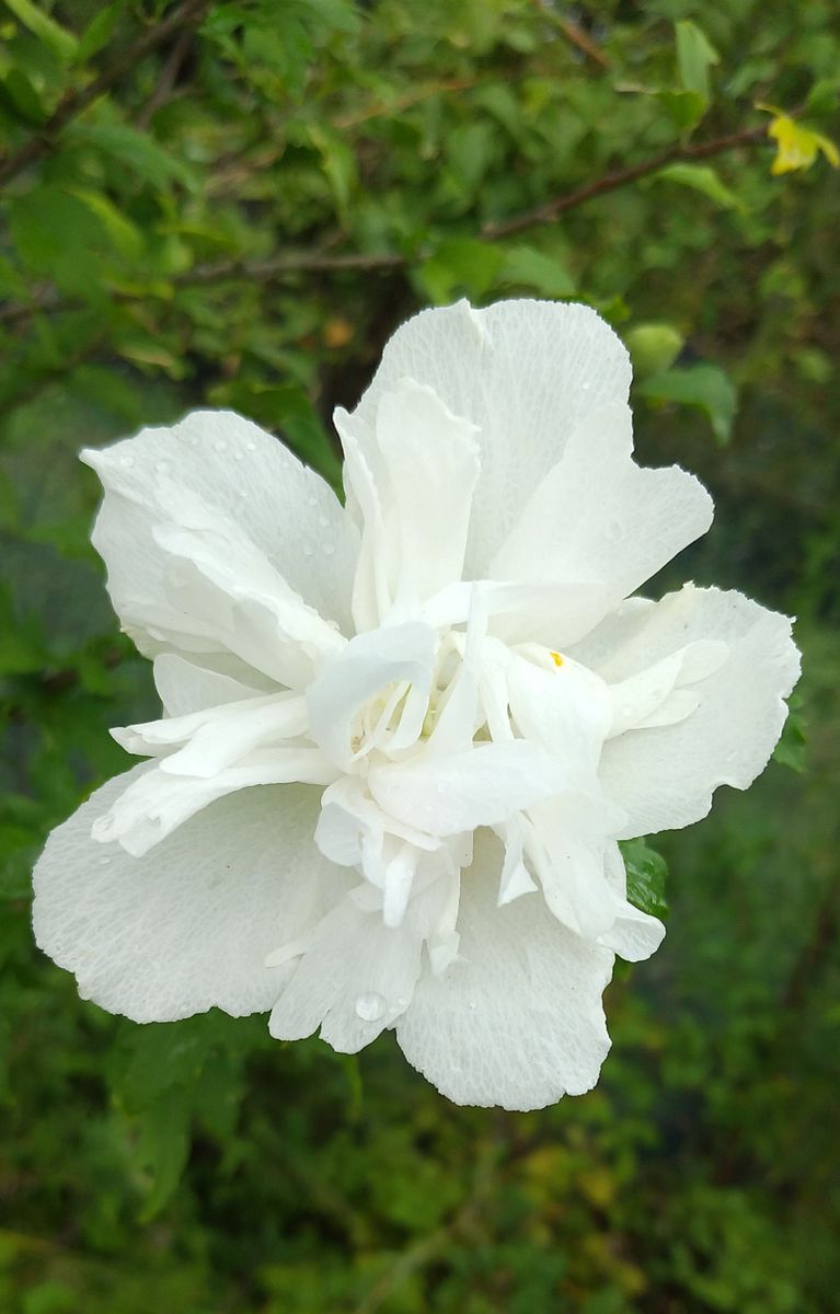 🎶庭の彩り🎶ムクゲの花－②