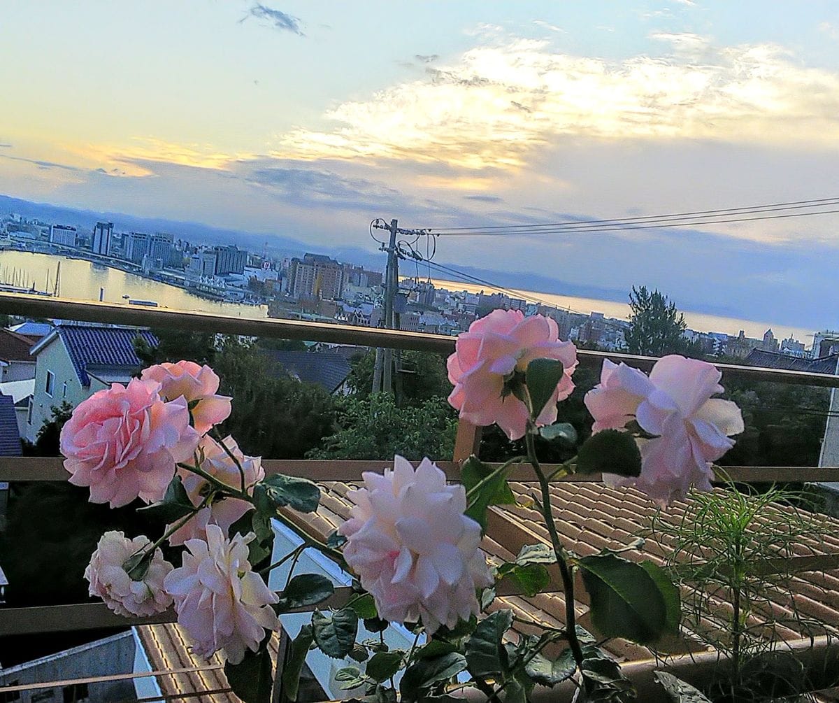 朝陽に向かう花💠