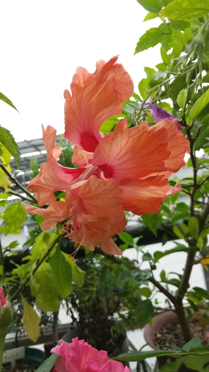 やはり 雨降りです☔️