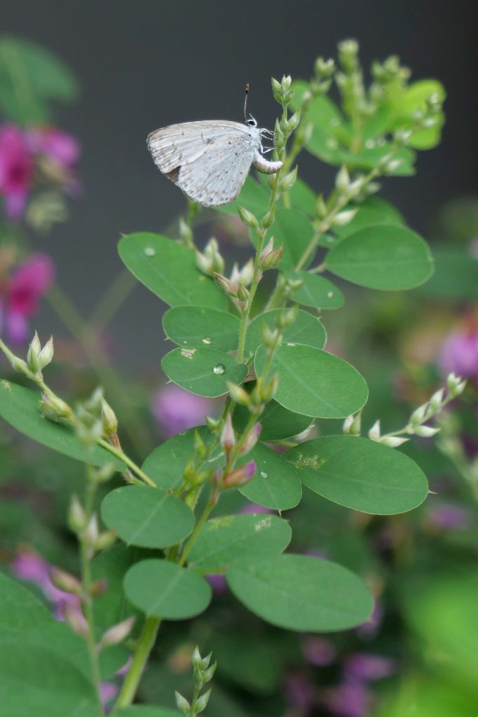 うちの庭にも万葉植物♪