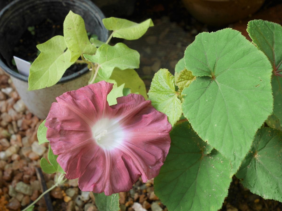 今朝のお花たち