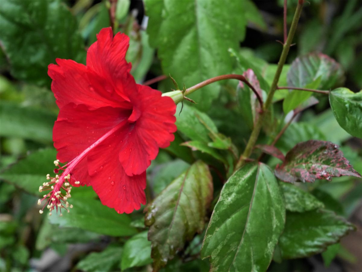 今朝のお花たち