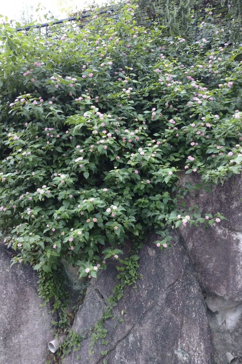 多肉寄せ植え