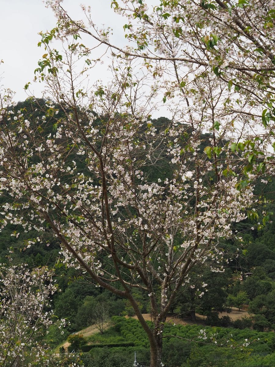 木の花を覚えよう　１７　ジュウガツザクラ（十月桜）