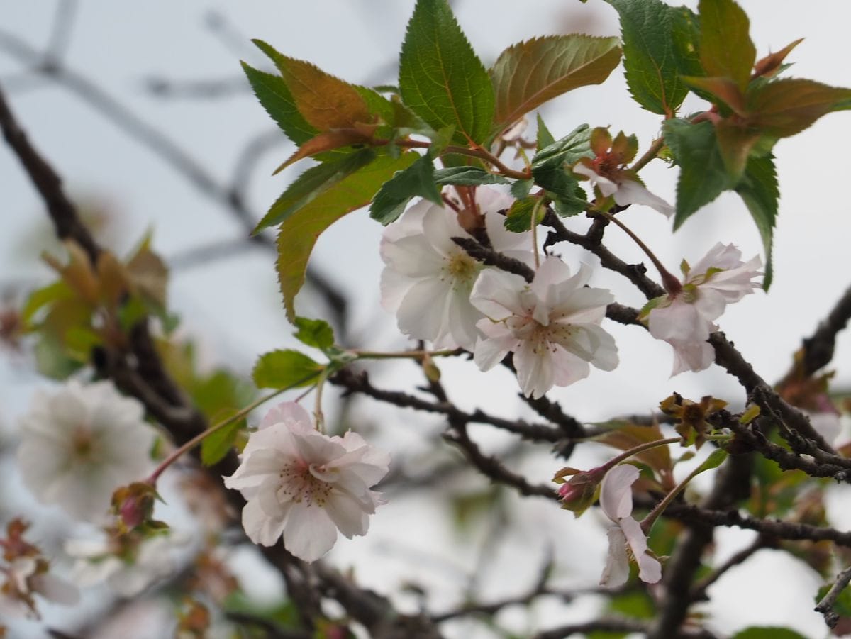 木の花を覚えよう　１７　ジュウガツザクラ（十月桜）