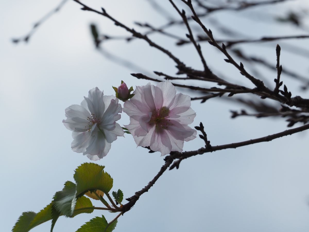 木の花を覚えよう　１７　ジュウガツザクラ（十月桜）