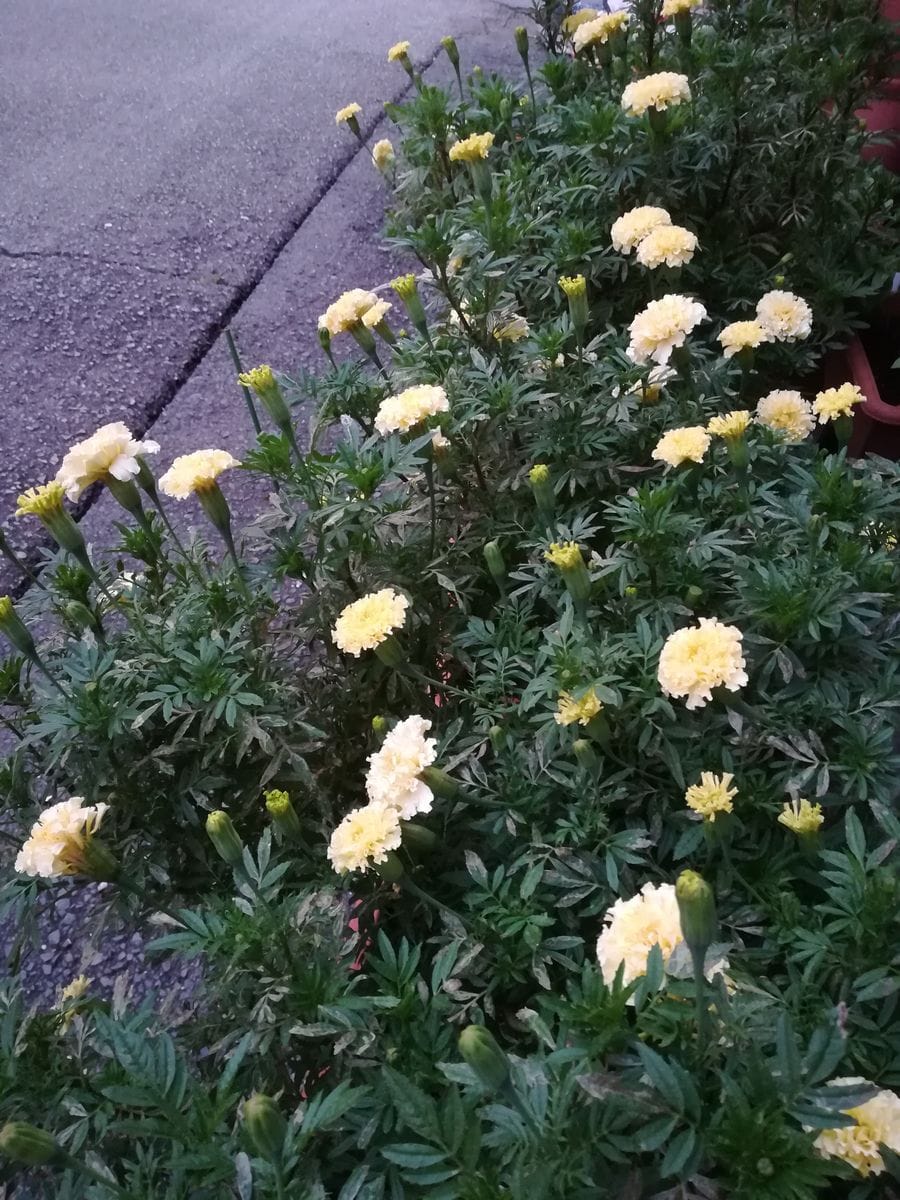 我が家の花とお買い上げ✨