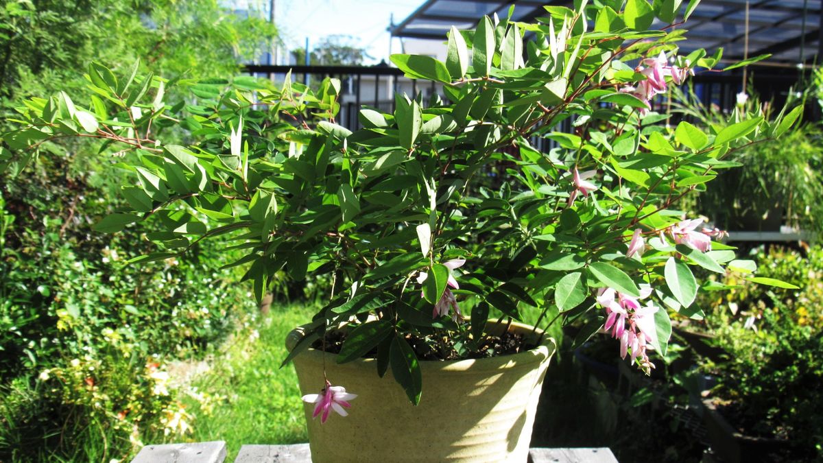 知らなかった-花期の長い花2種