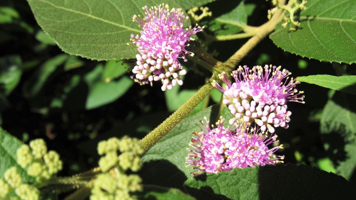 知らなかった-花期の長い花2種