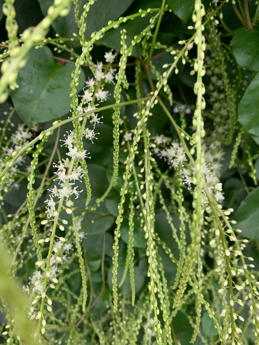 オカワカメの花、簾のように