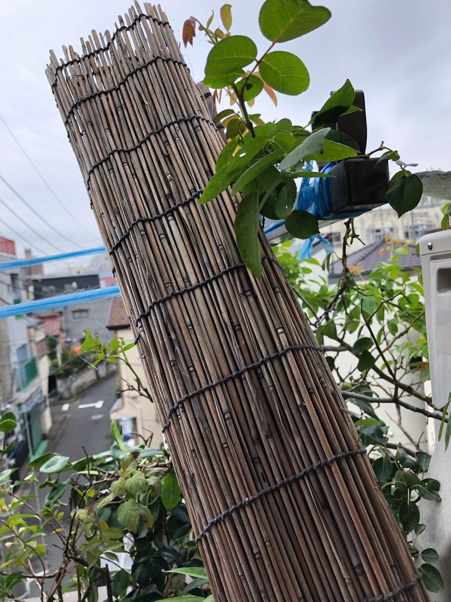 日除け外しとハゼランと