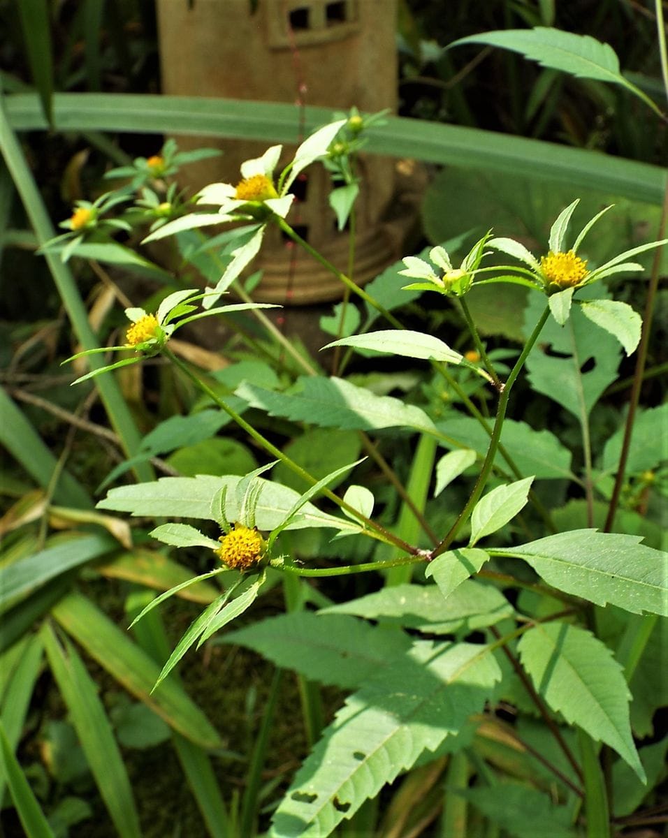 庭の中の野草