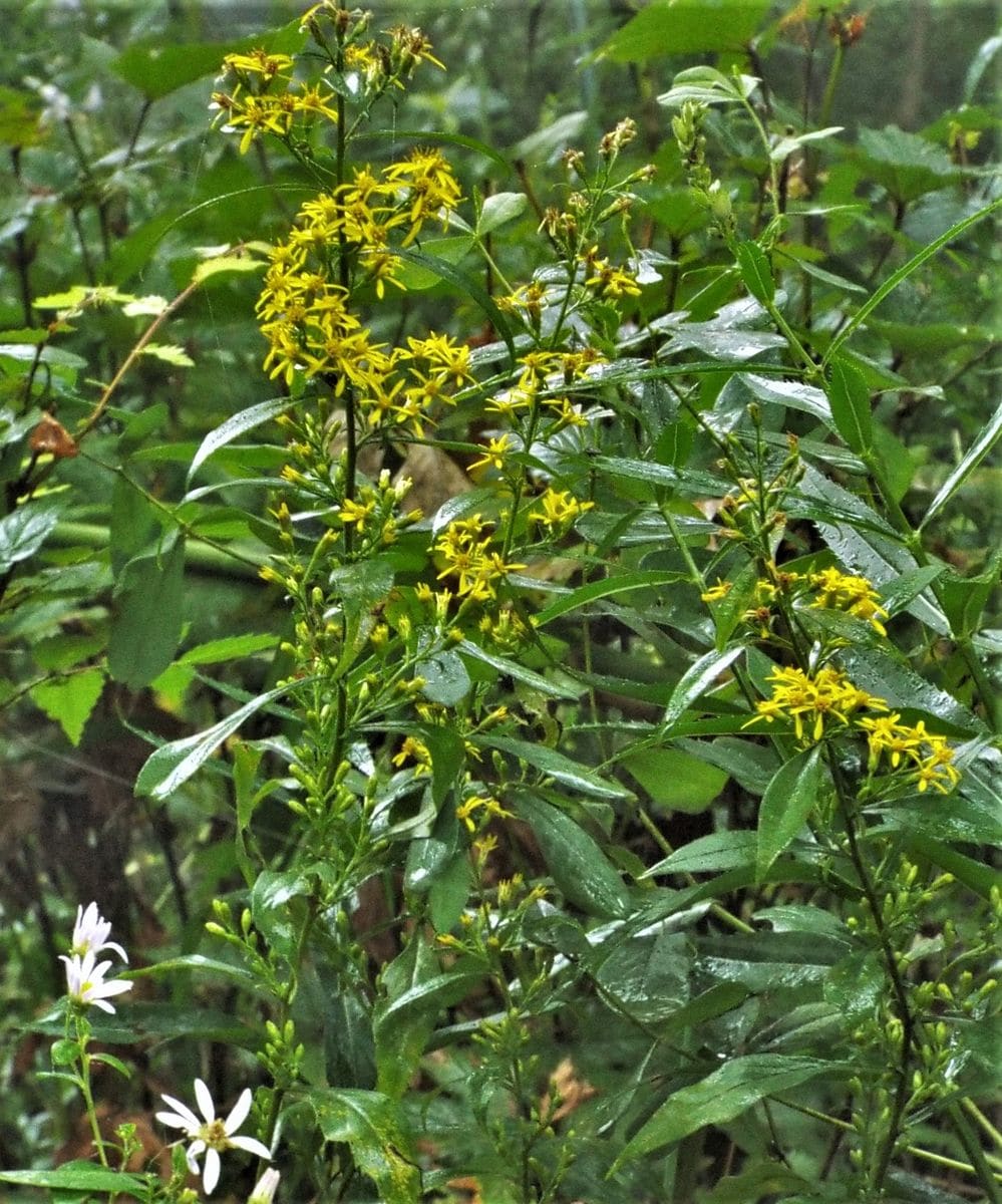 庭の中の野草