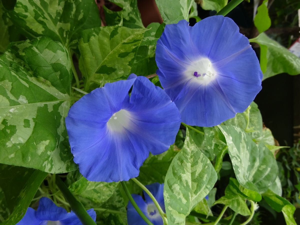 今日は朝顔DAY❀