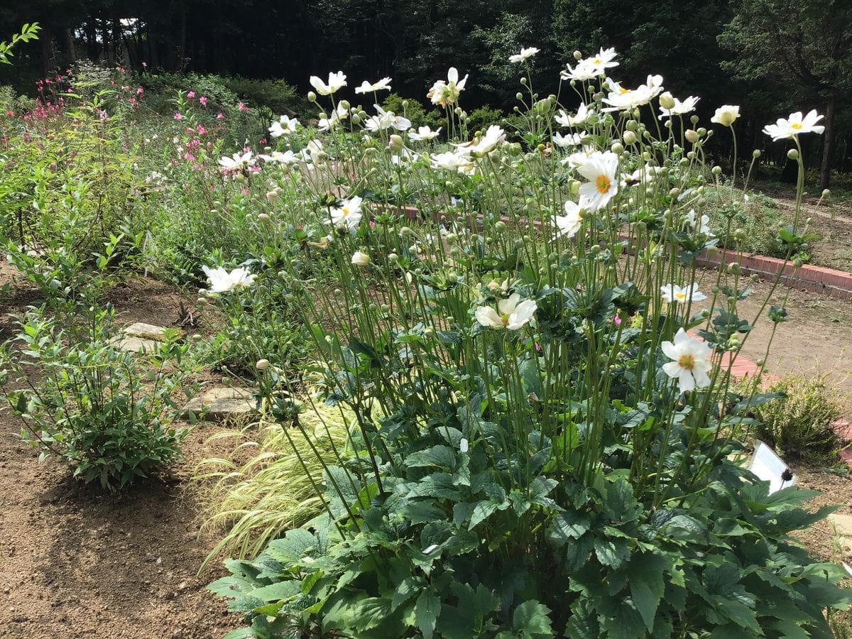 秋の花