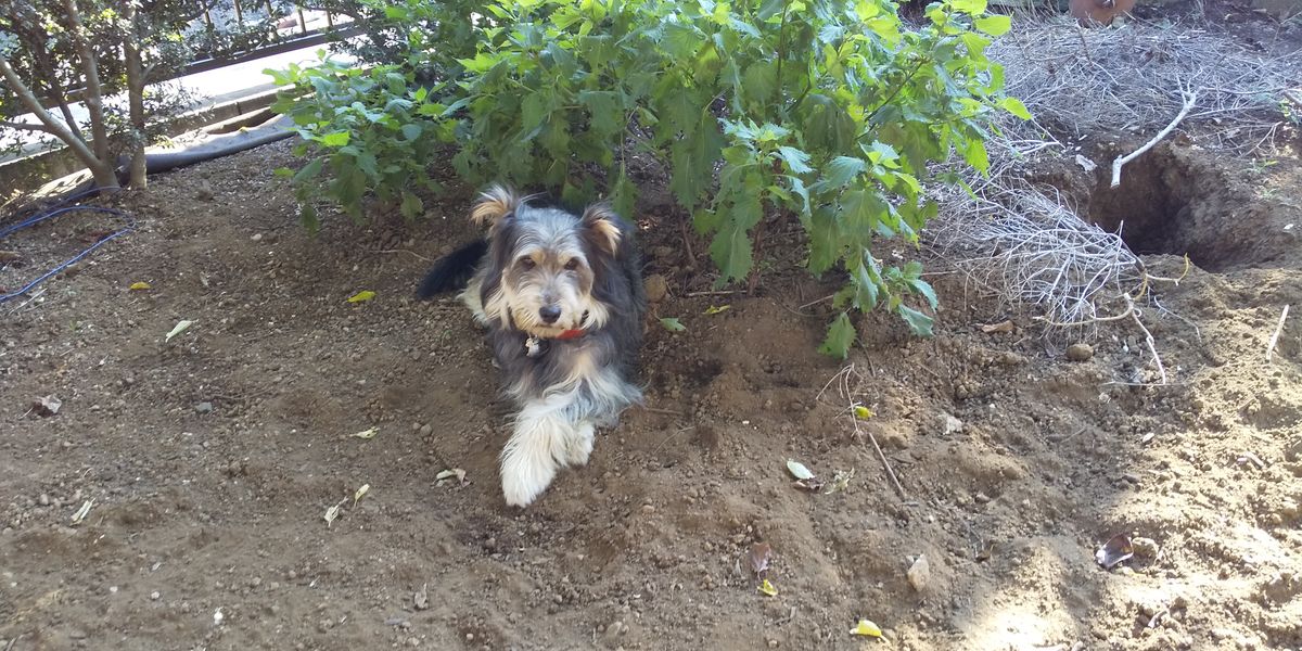 犬が掘った穴